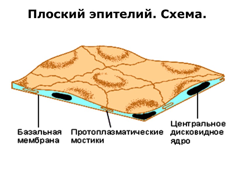 Плоский эпителий. Схема.